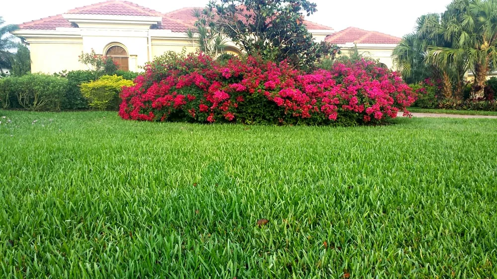Affordable landscaping services for year-round maintenance in Bonita Springs, FL by CGreen Landscape