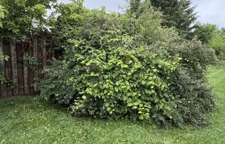 Professional outdoor landscaping for residential properties in Lancaster, OH by CGs Landscaping