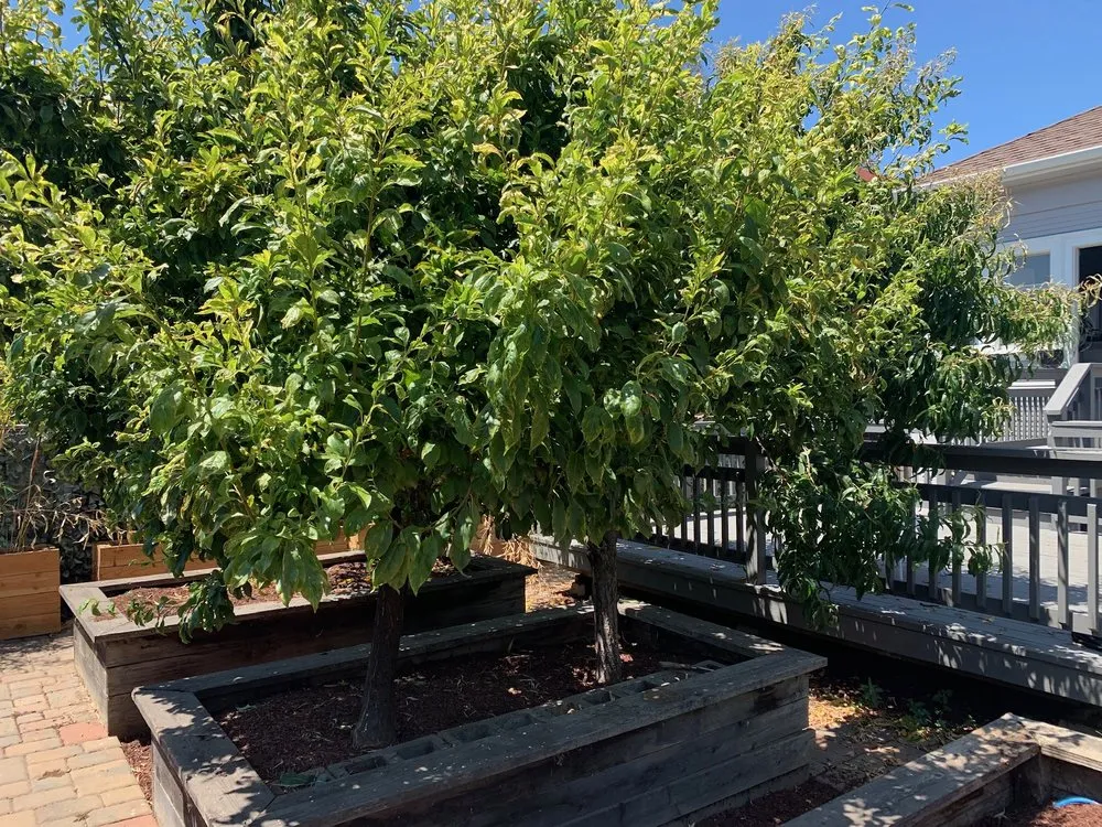 Local residential landscaping experts serving Concord, CA - CH & L Services