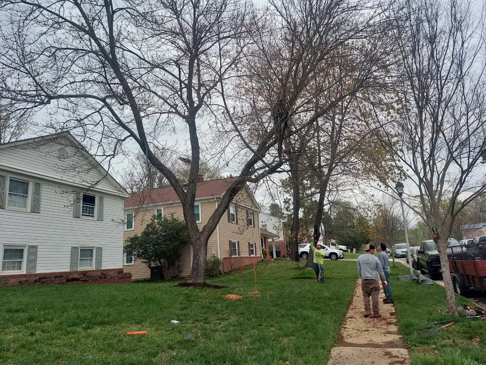 Professional yard cleanup service in Silver Spring, MD by CH Landscape