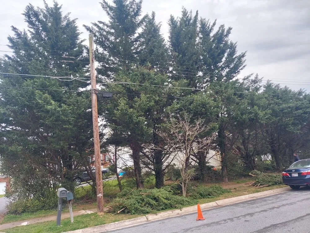 Top-rated yard cleanup service experts serving Silver Spring, MD - CH Landscape