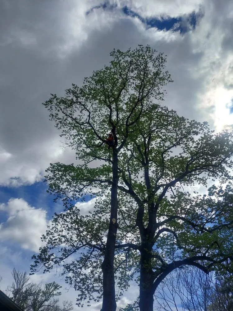 Professional lawn care service in Silver Spring, MD by CH Landscape