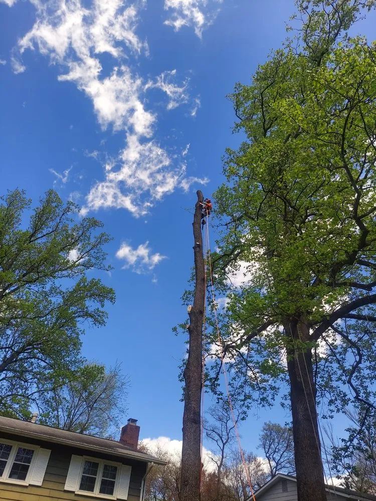 Affordable outdoor landscaping for year-round maintenance in Silver Spring, MD by CH Landscape