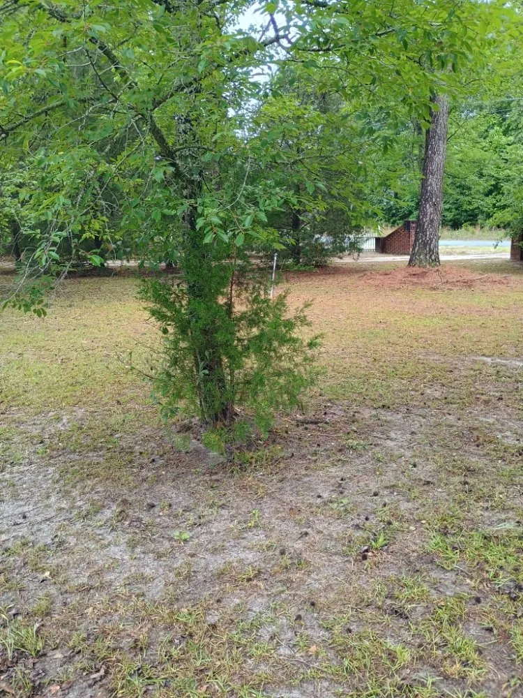 Expert lawn mowing service in Walterboro, SC - C&H Lawn Care