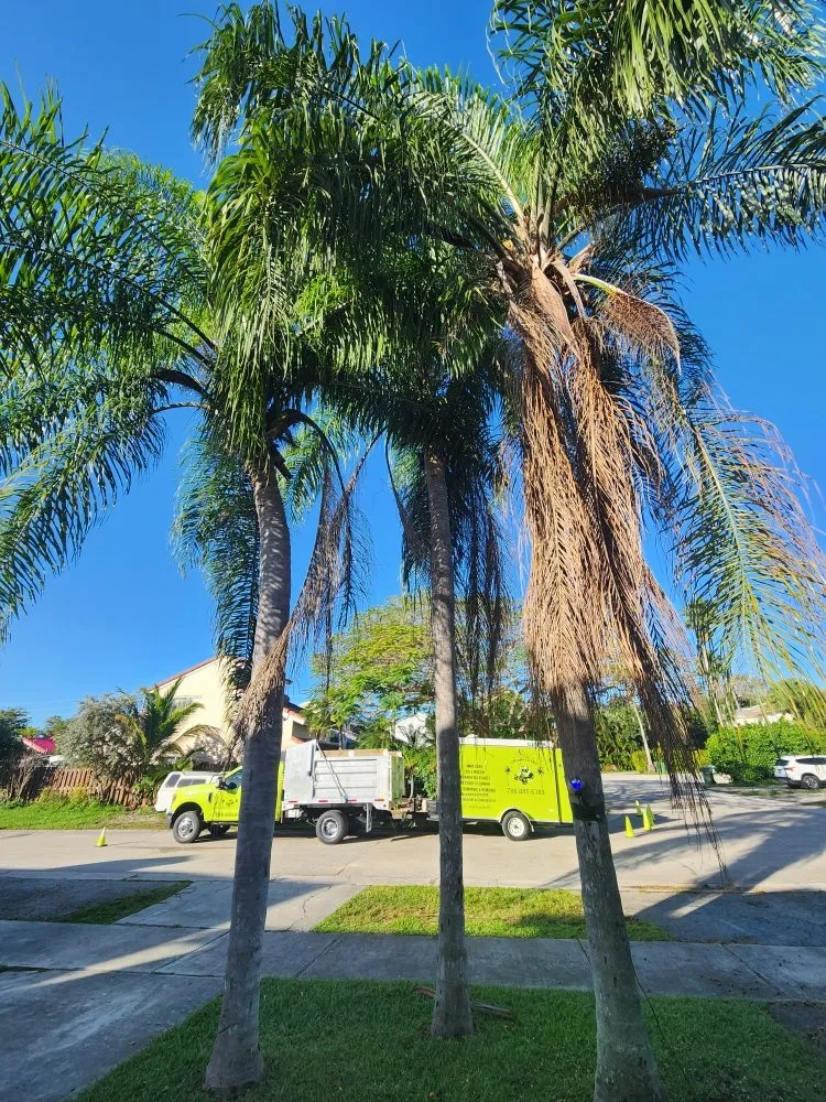 Professional landscape design with custom design across Miami, FL - CH Lawn Service
