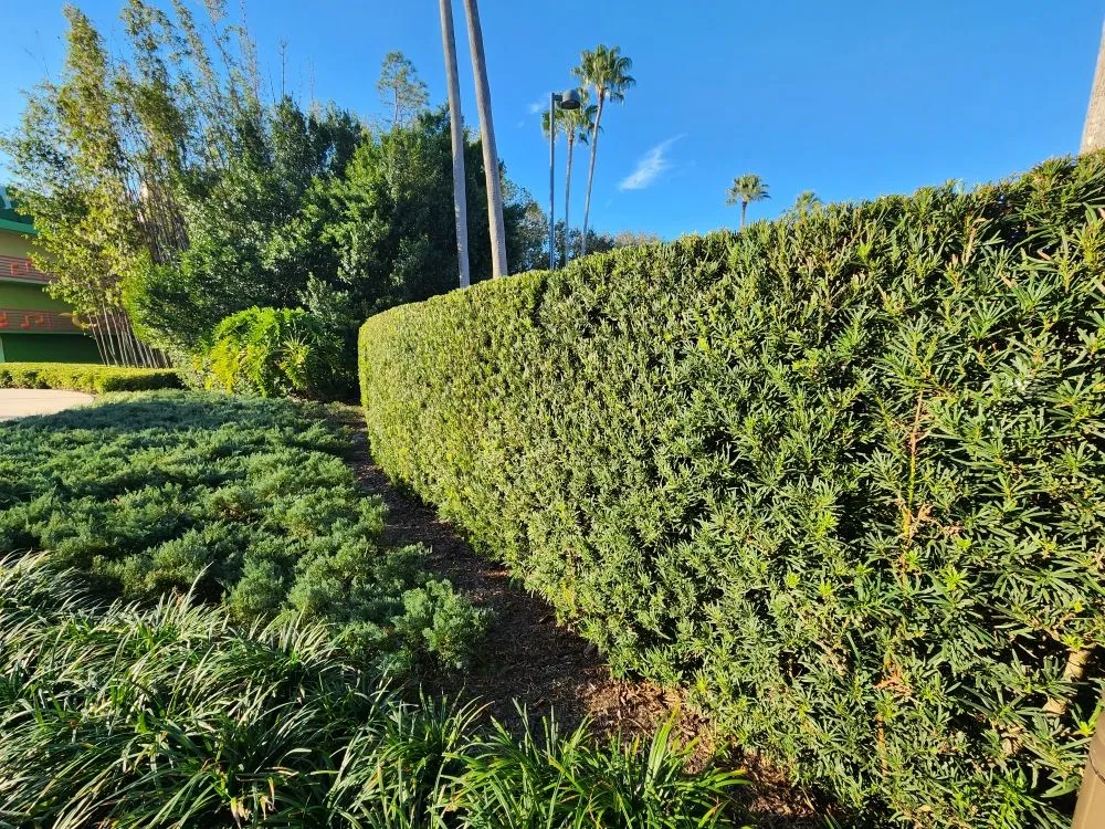 Reliable yard cleanup service for outdoor upgrades in Miami, FL by CH Lawn Service