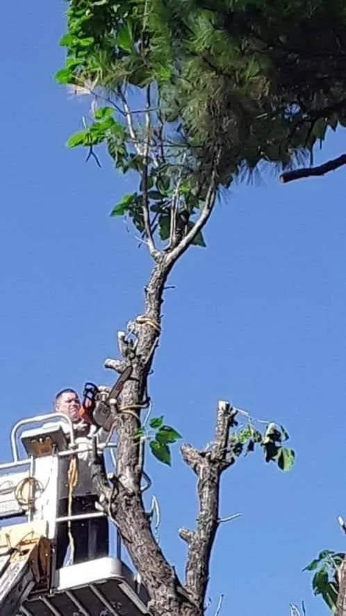 Local yard cleanup service in Mart, TX - C&H Tree Service