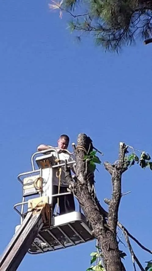 Professional outdoor landscaping in Mart, TX - C&H Tree Service