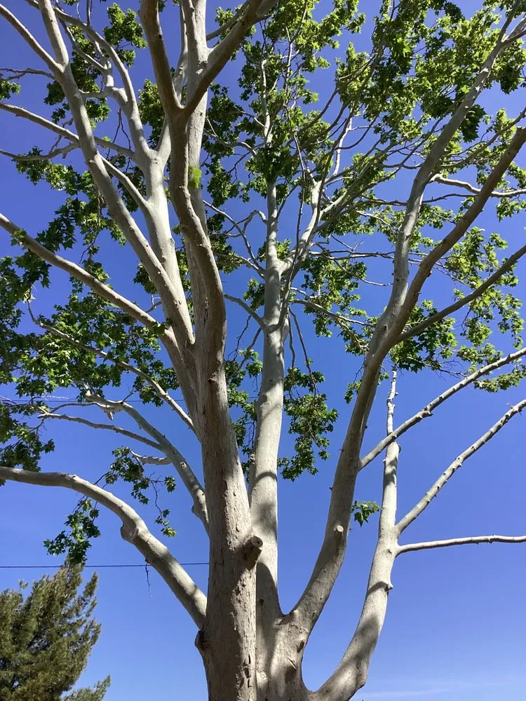 Local landscape installation experts serving Lancaster, CA - Chads Chippers