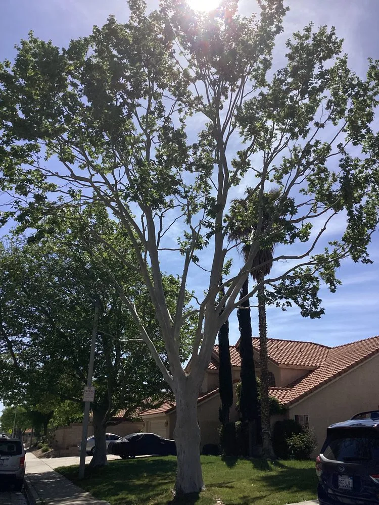 Local lawn care service for outdoor upgrades across Lancaster, CA - Chads Chippers