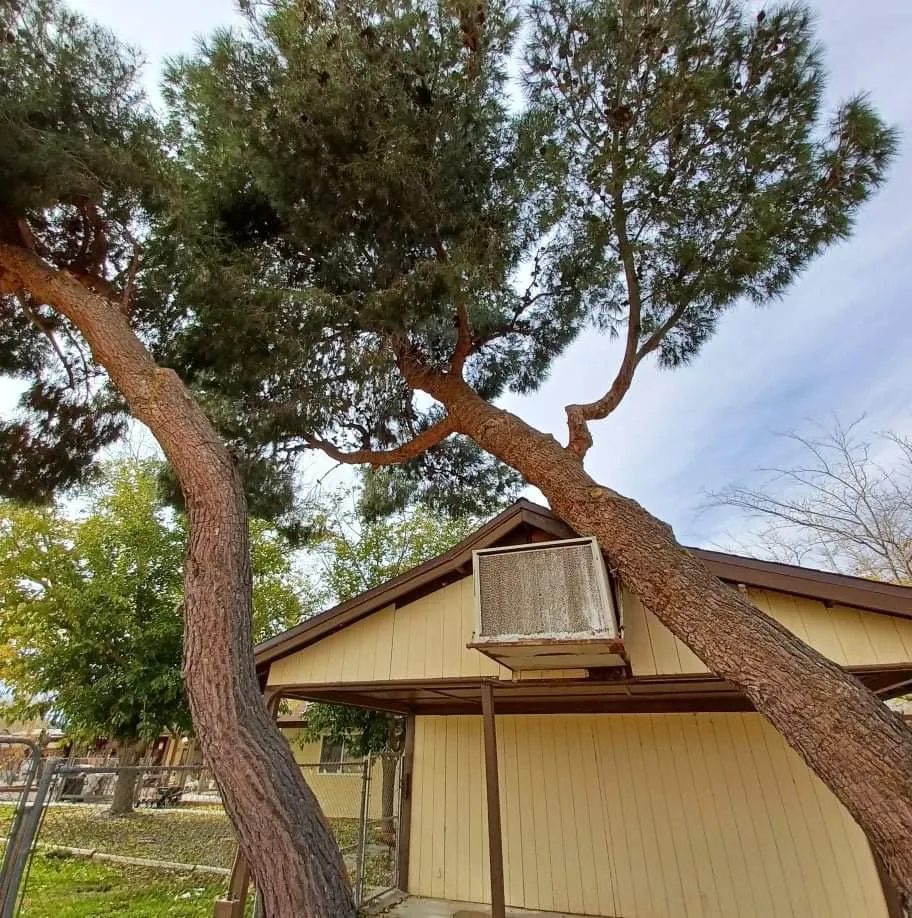 Custom yard cleanup service in Lancaster, CA by Chads Chippers