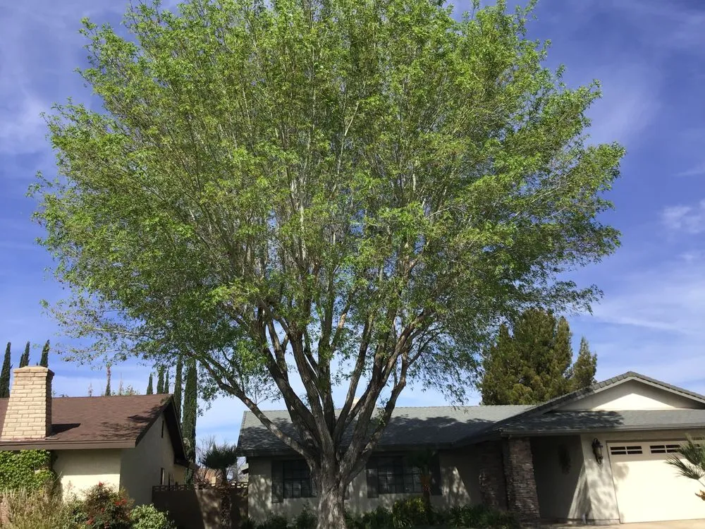 Top-rated residential landscaping in Lancaster, CA - Chads Chippers