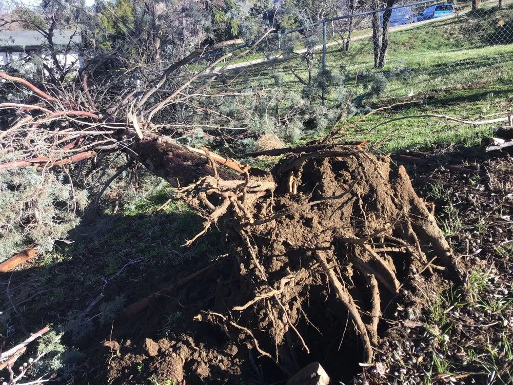 Affordable landscape design experts serving Lancaster, CA - Chads Chippers