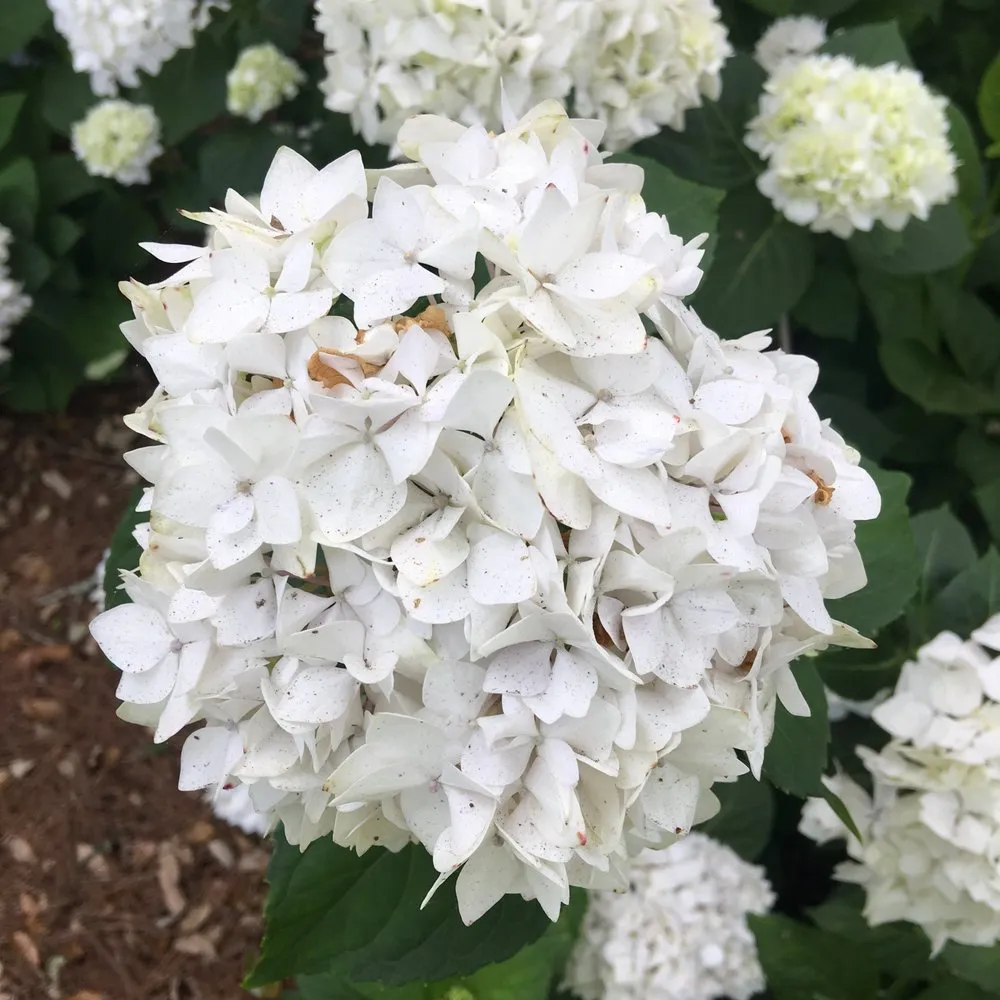 Top-rated lawn care service in Mobile, AL by Chad's Landscape Management