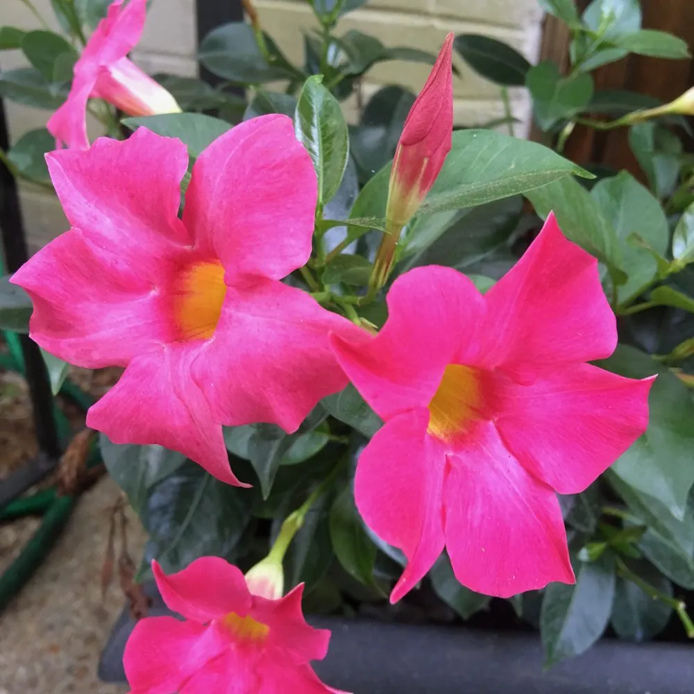 Local landscape installation with custom design across Mobile, AL - Chad's Landscape Management