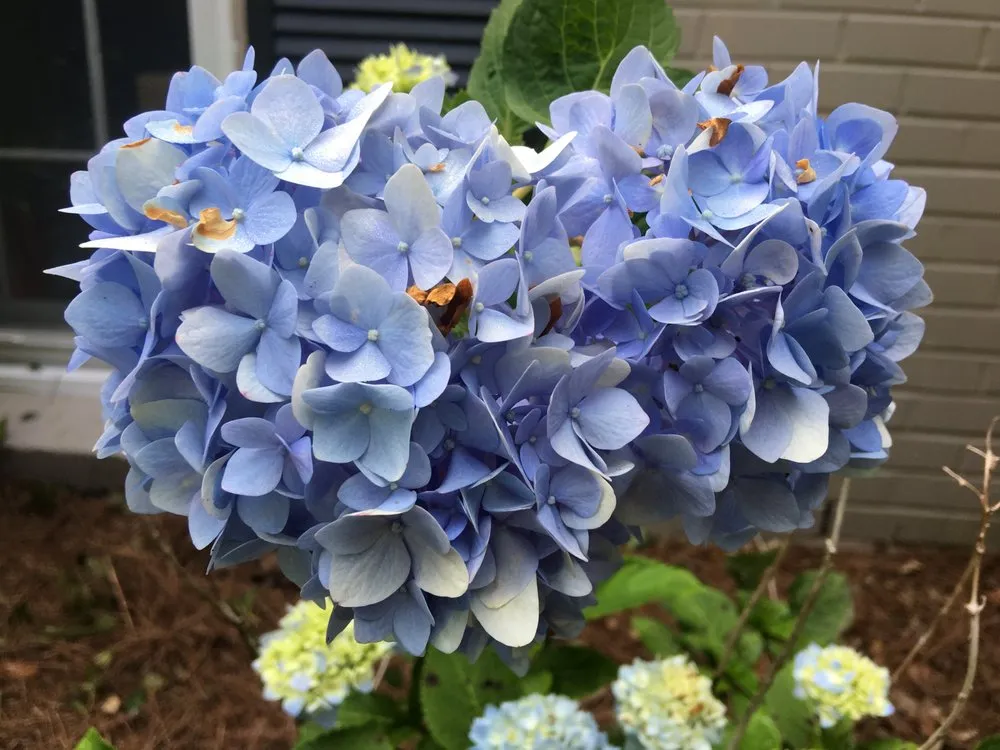 Top-rated residential landscaping experts serving Mobile, AL - Chad's Landscape Management