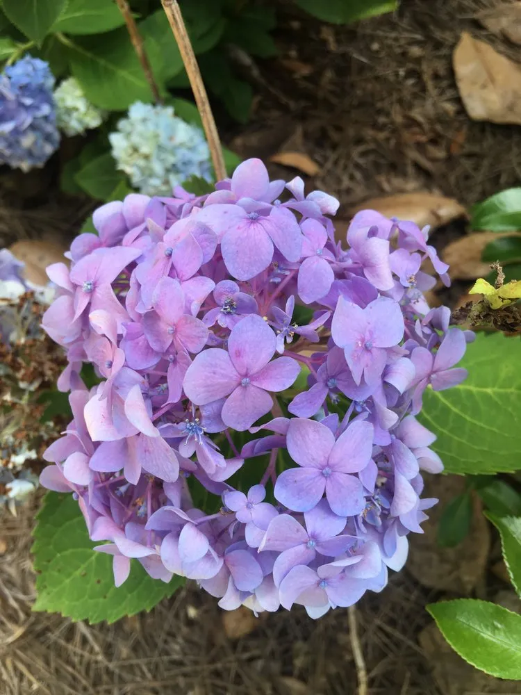 Local lawn mowing service in Mobile, AL by Chad's Landscape Management