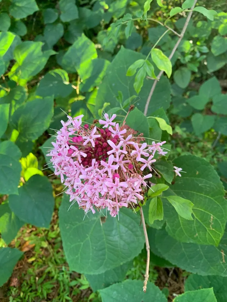 Reliable outdoor landscaping for residential properties in Mobile, AL by Chad's Landscape Management