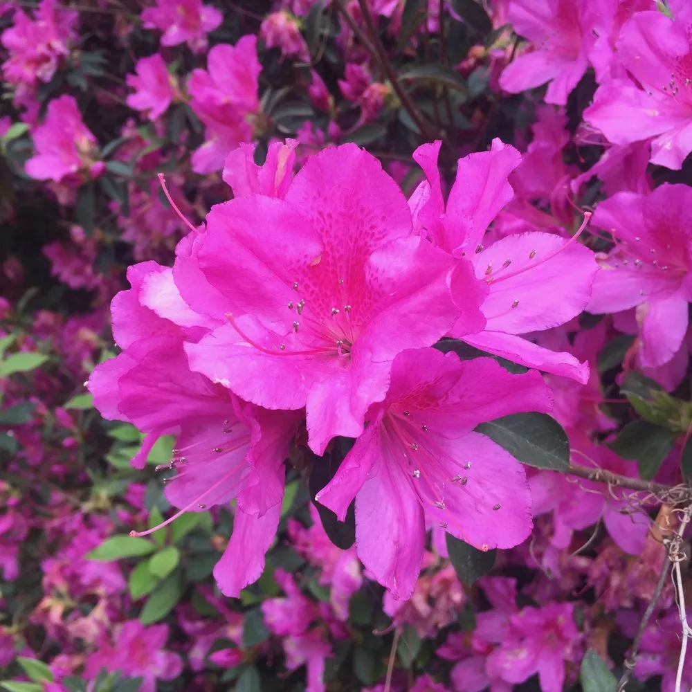 Professional lawn mowing service with custom design across Mobile, AL - Chad's Landscape Management