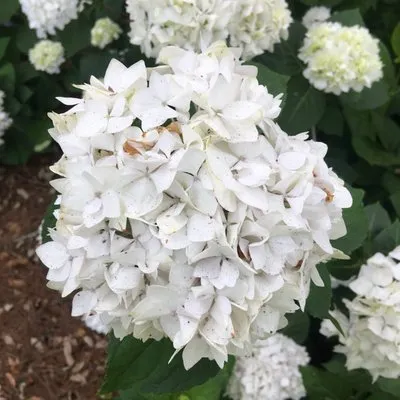 Chad's Landscape Management