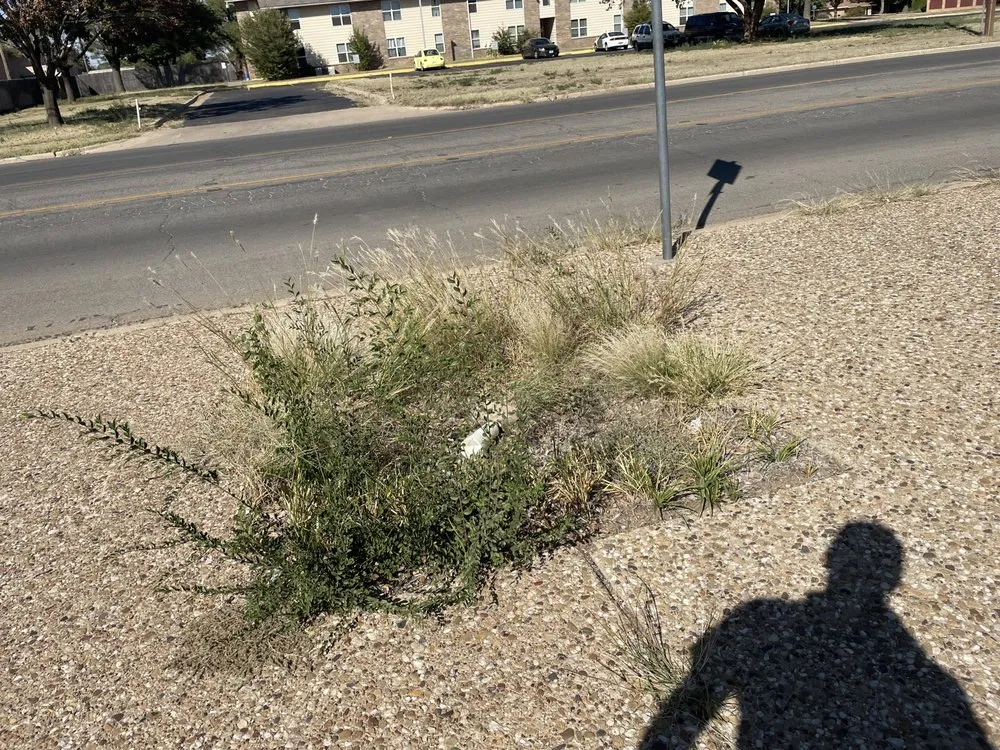 Custom landscape installation for year-round maintenance across Lubbock, TX - Chads Lawn Care