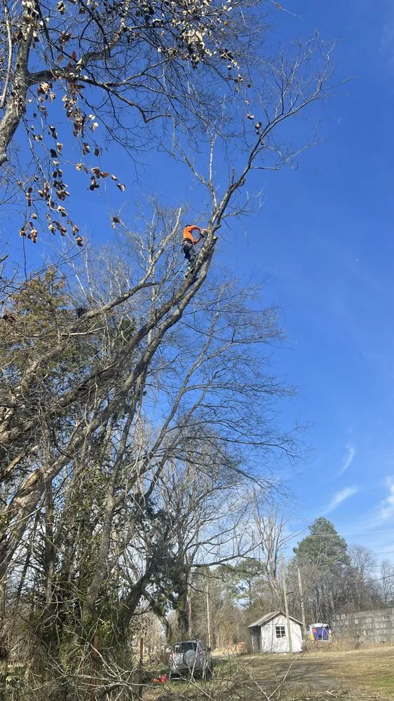 Top-rated lawn care service experts serving Hixson, TN - Chainsaw Tree Service