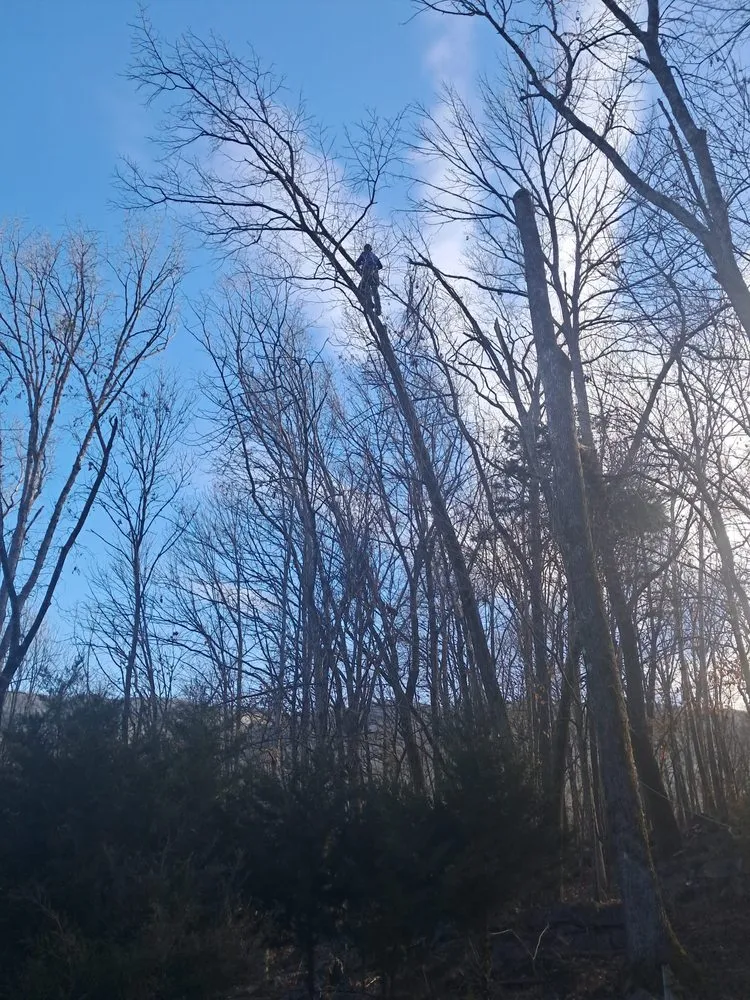 Trusted residential landscaping in Hixson, TN - Chainsaw Tree Service