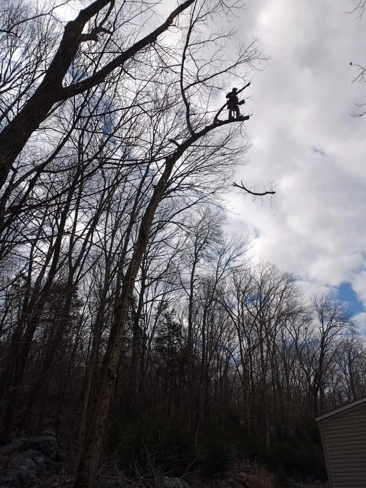 Expert lawn care service in Hixson, TN - Chainsaw Tree Service