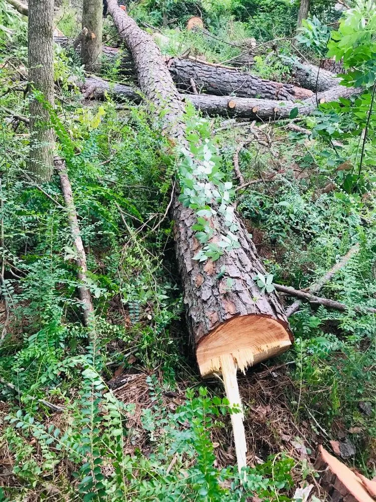 Expert landscaping services in Hixson, TN by Chainsaw Tree Service