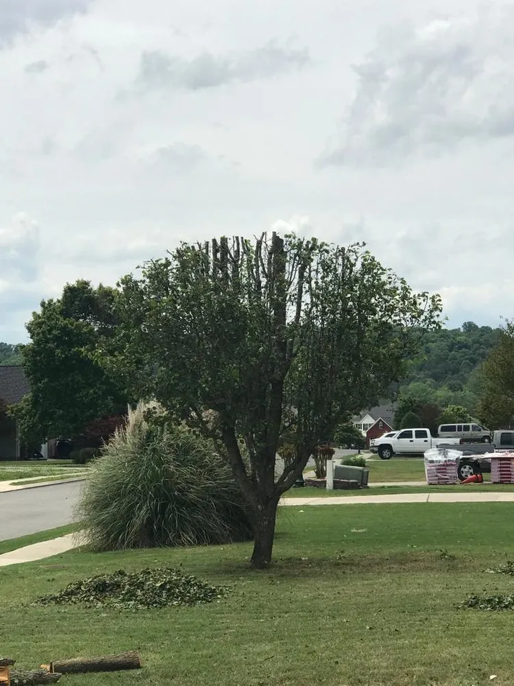 Affordable yard maintenance in Hixson, TN - Chainsaw Tree Service