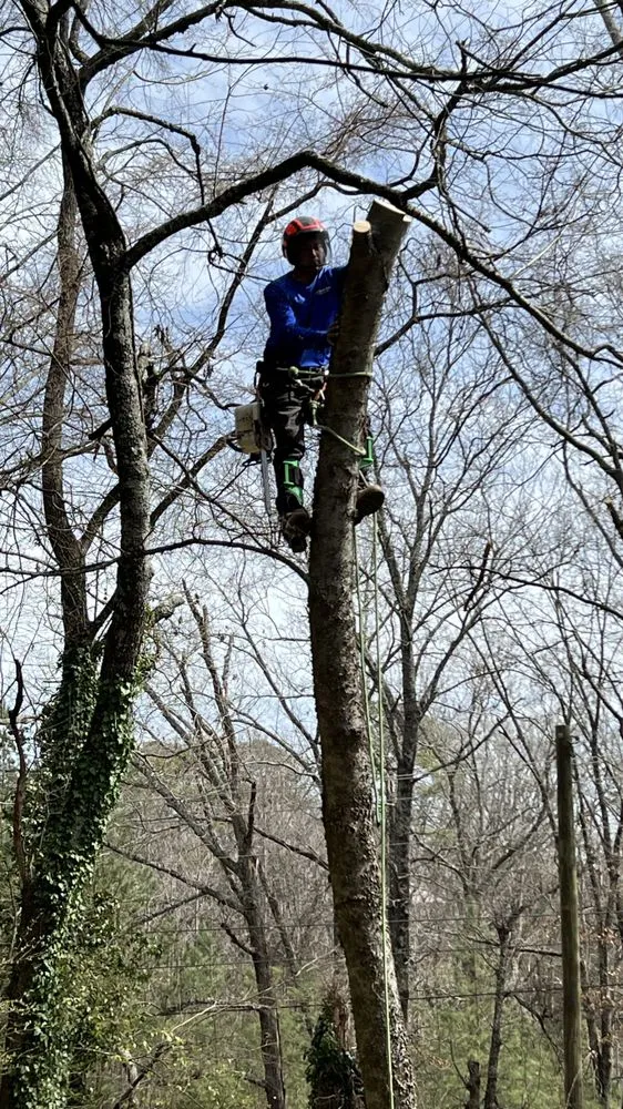 Custom yard maintenance in Hixson, TN by Chainsaw Tree Service