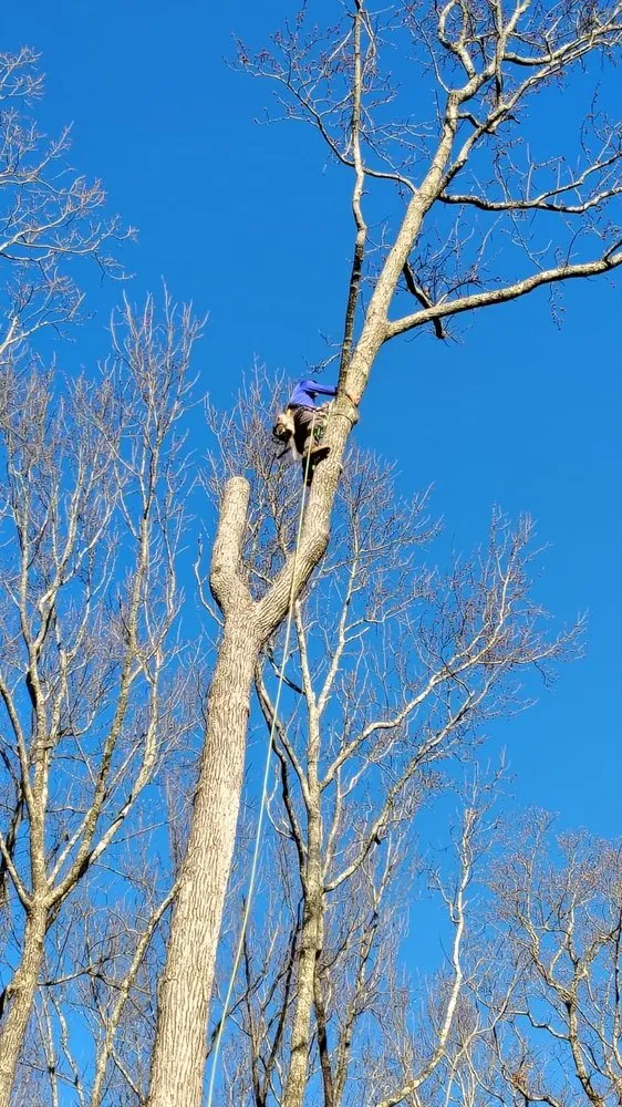 Top-rated landscape design with custom design in Hixson, TN by Chainsaw Tree Service