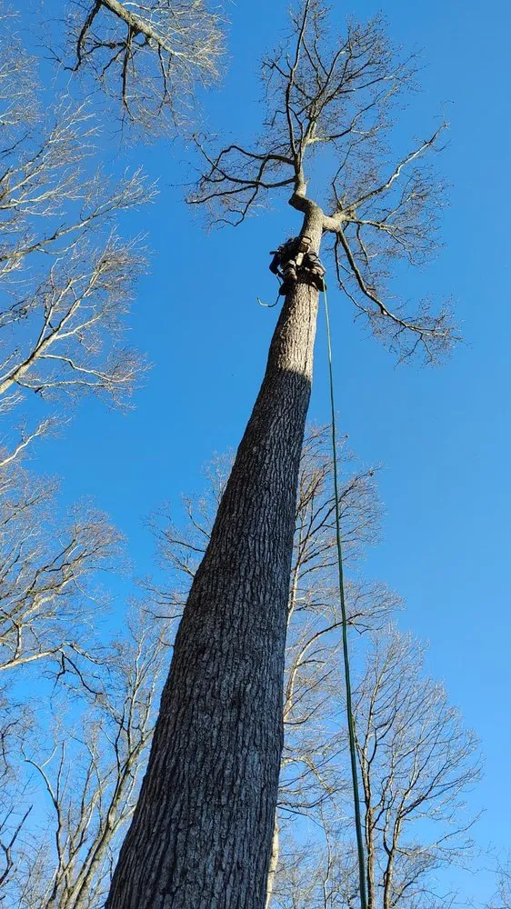 Reliable yard cleanup service for beautiful yards in Hixson, TN by Chainsaw Tree Service