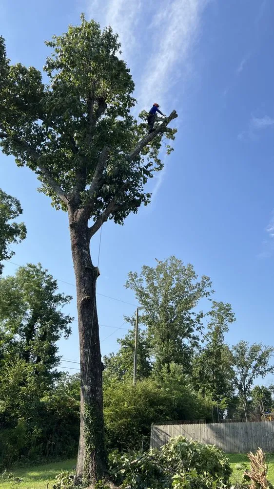 Professional landscape design for homes in Hixson, TN by Chainsaw Tree Service