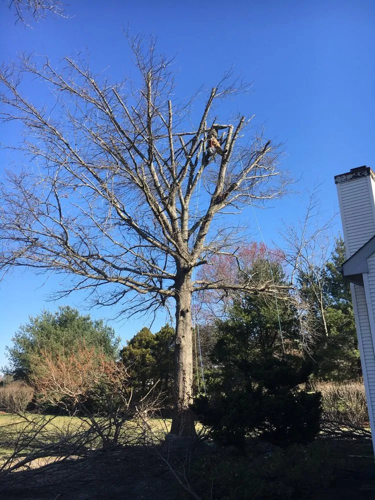 Reliable landscape installation for year-round maintenance across Princeton, NJ - Chajon Landscaping & tree service