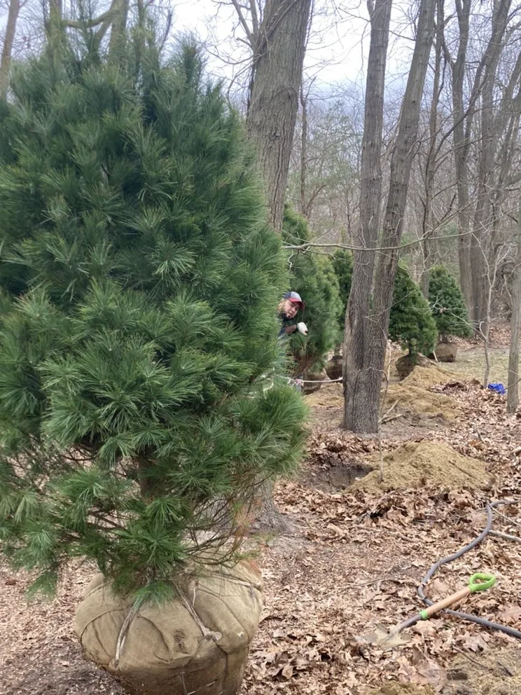 Local landscape design experts serving Princeton, NJ - Chajon Landscaping & tree service