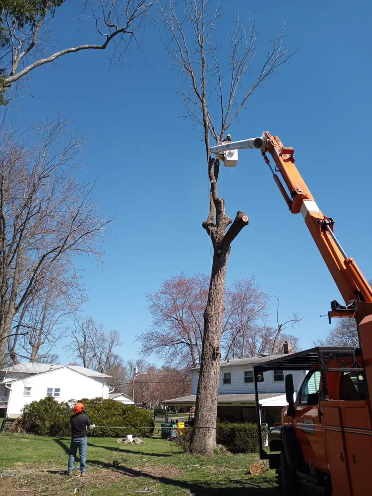 Local landscape design in Princeton, NJ by Chajon Landscaping & tree service