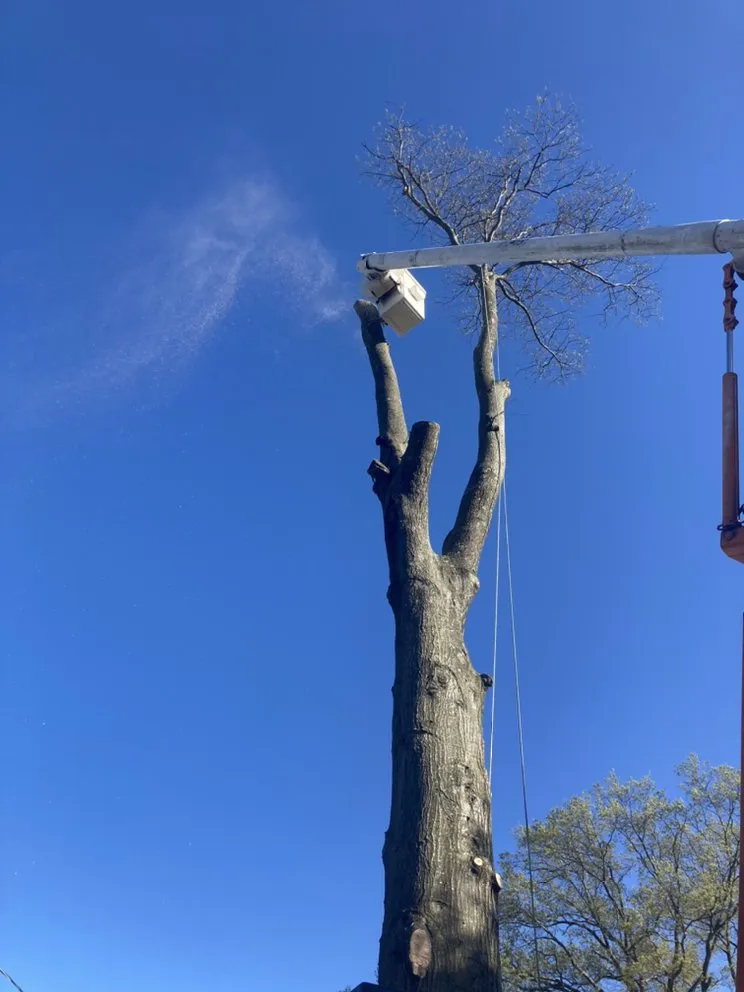 Reliable landscaping services experts serving Princeton, NJ - Chajon Landscaping & tree service