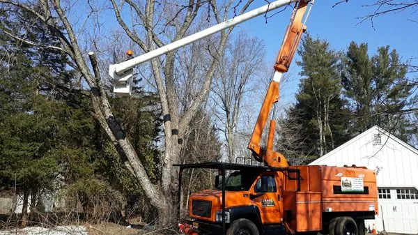 Chajon Landscaping & tree service Logo
