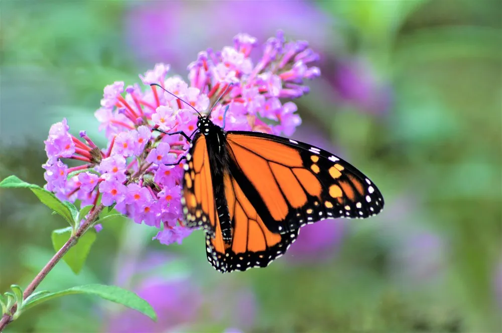 Professional residential landscaping in Wilmette, IL by Chalet Nursery