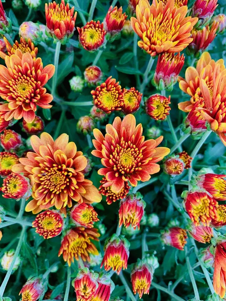 Custom lawn care service for outdoor upgrades in Wilmette, IL by Chalet Nursery