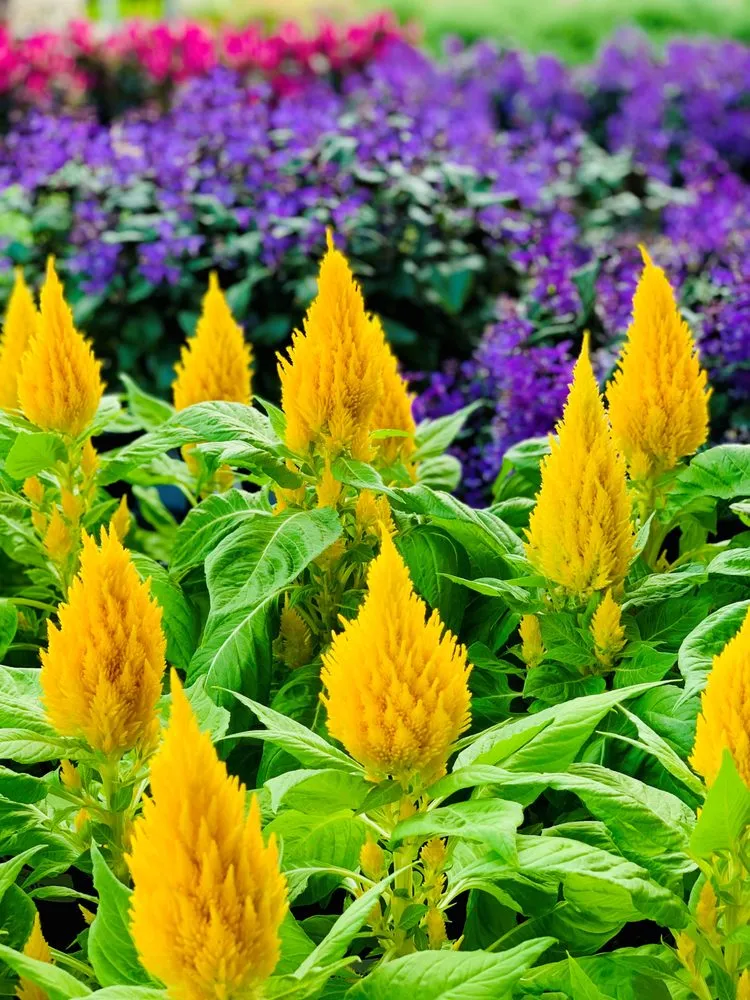 Trusted outdoor landscaping in Wilmette, IL by Chalet Nursery