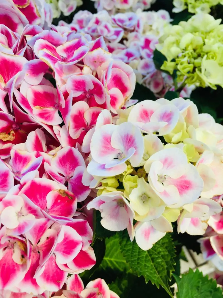 Top-rated outdoor landscaping experts serving Wilmette, IL - Chalet Nursery