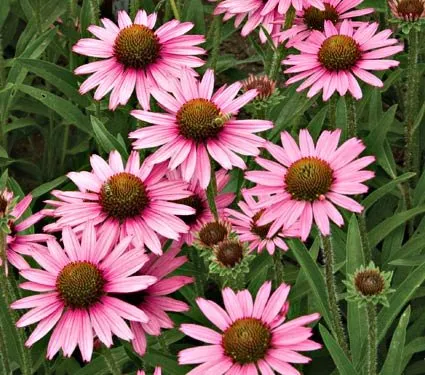 Reliable landscape installation in Wilmette, IL by Chalet Nursery