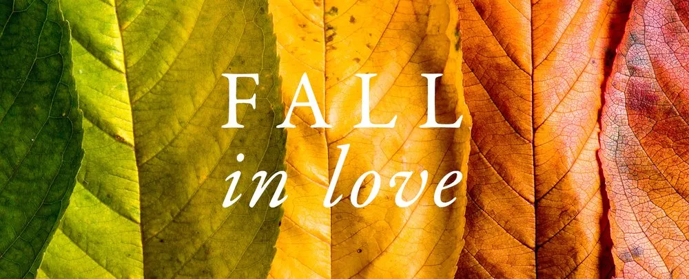 Top-rated yard maintenance in Wilmette, IL by Chalet Nursery