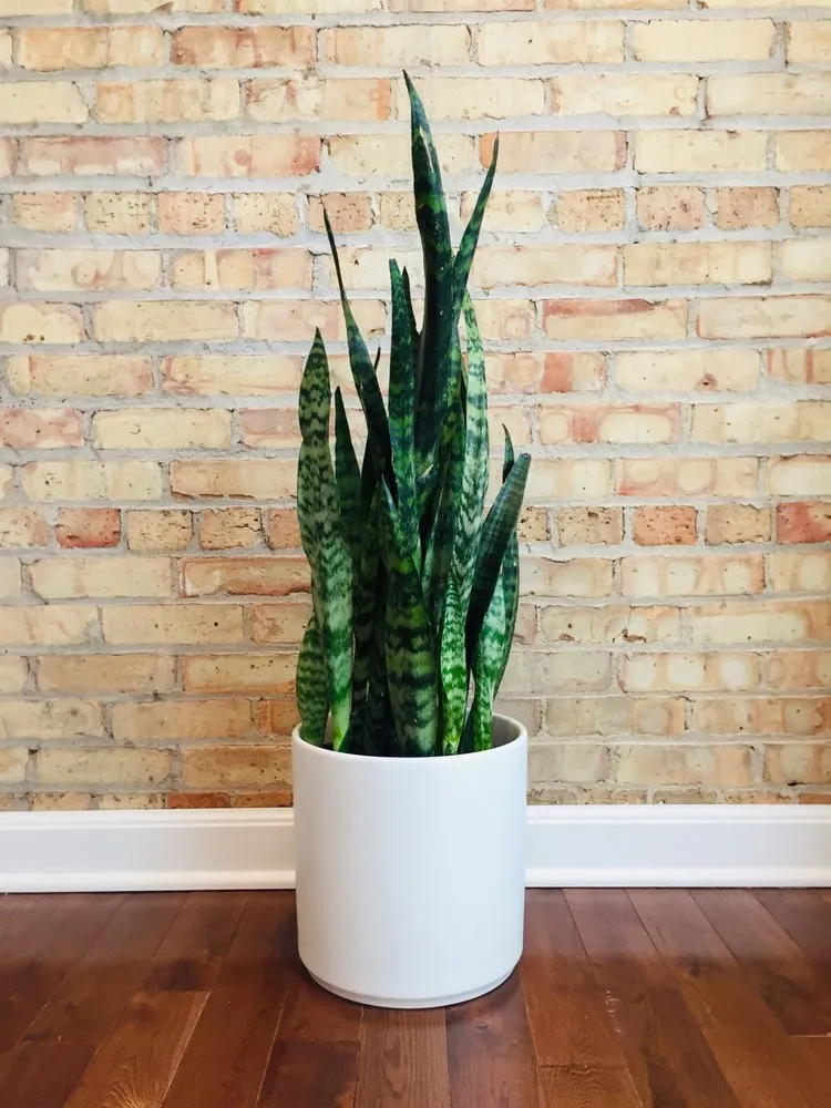 Expert outdoor landscaping for residential properties in Wilmette, IL by Chalet Nursery