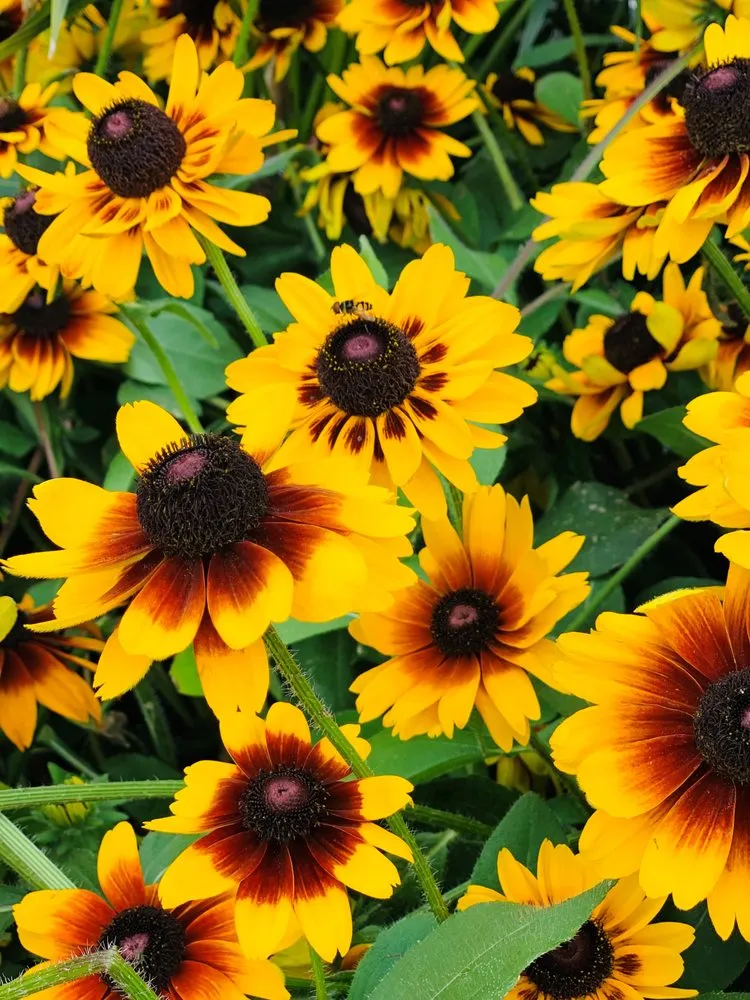 Trusted yard cleanup service for homes in Wilmette, IL by Chalet Nursery