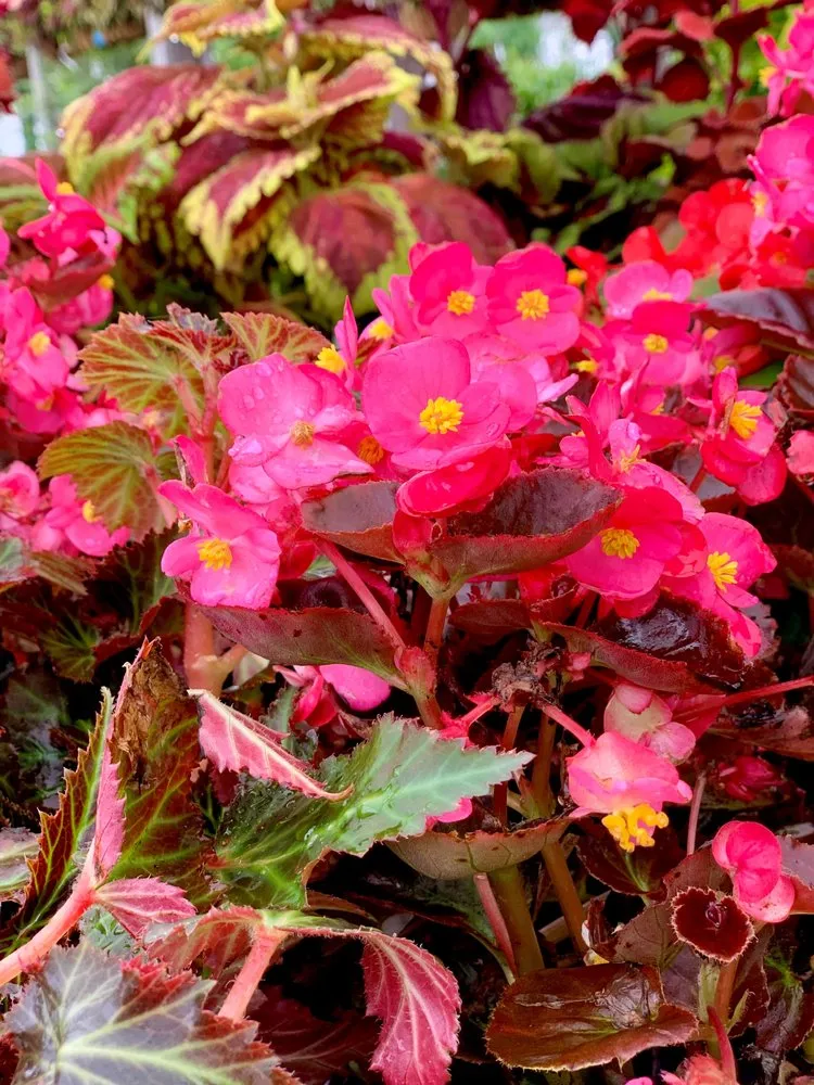 Custom landscaping services in Wilmette, IL - Chalet Nursery