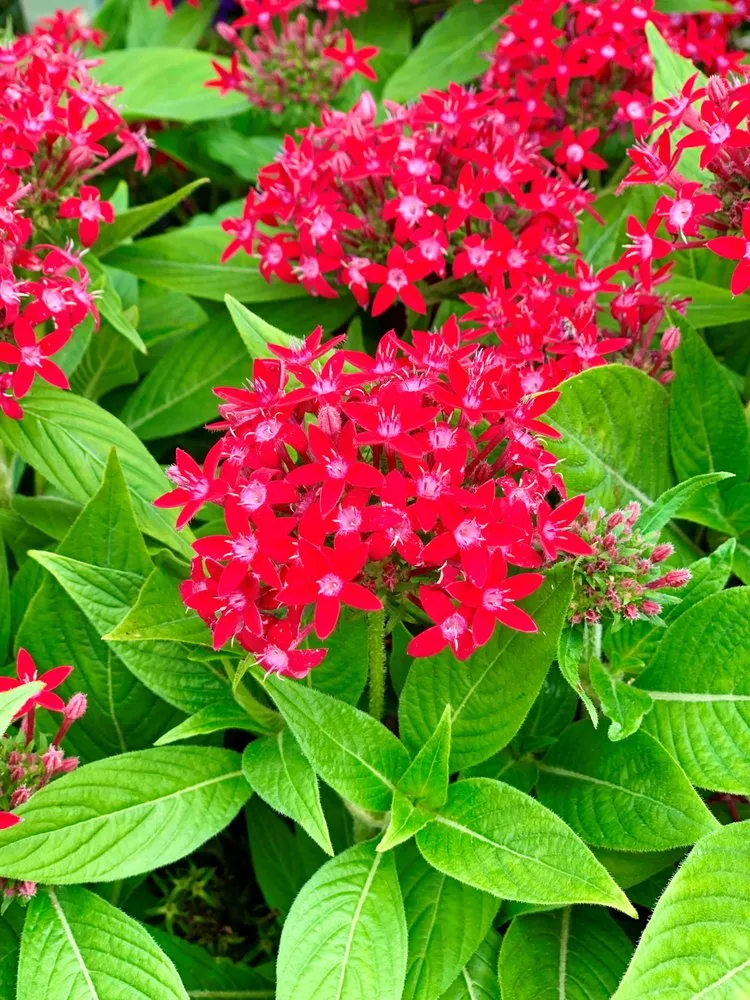 Trusted lawn mowing service for beautiful yards in Wilmette, IL by Chalet Nursery