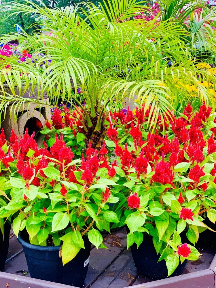 Local landscape design experts serving Wilmette, IL - Chalet Nursery